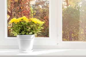 Topffplanze auf einer Fensterbank